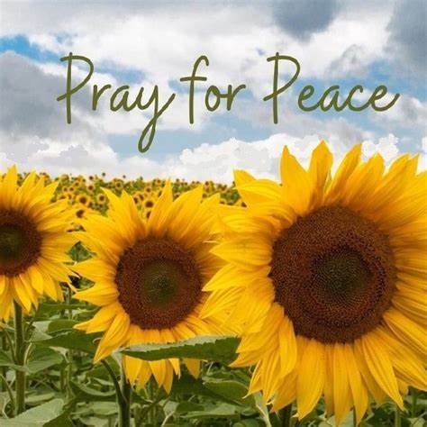 Livestream/Mass Information for the 19th Sunday in Ordinary Time, August 9, 2026